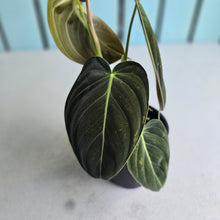 Load image into Gallery viewer, #RA4 Variegated Philodendron Melanochrysum
