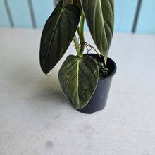 Load image into Gallery viewer, #RA4 Variegated Philodendron Melanochrysum