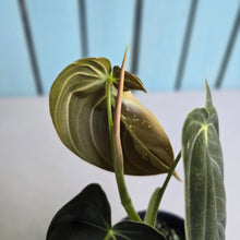 Load image into Gallery viewer, #RA4 Variegated Philodendron Melanochrysum
