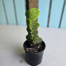 Load image into Gallery viewer, #R221 Rhaphidophora Korthalsii