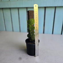 Load image into Gallery viewer, #R221 Rhaphidophora Korthalsii