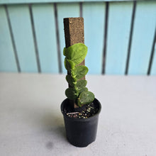 Load image into Gallery viewer, #R221 Rhaphidophora Korthalsii