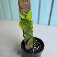 Load image into Gallery viewer, #R221 Rhaphidophora Korthalsii