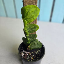 Load image into Gallery viewer, #R221 Rhaphidophora Korthalsii