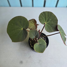 Load image into Gallery viewer, #D86 Begonia Acetosa