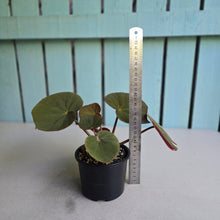 Load image into Gallery viewer, #D86 Begonia Acetosa