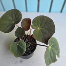 Load image into Gallery viewer, #D86 Begonia Acetosa