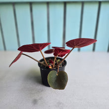 Load image into Gallery viewer, #D86 Begonia Acetosa