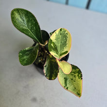 Load image into Gallery viewer, #D228 Peperomia Tropicolor