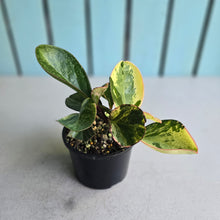 Load image into Gallery viewer, #D228 Peperomia Tropicolor