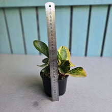 Load image into Gallery viewer, #D228 Peperomia Tropicolor