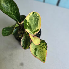 Load image into Gallery viewer, #D228 Peperomia Tropicolor