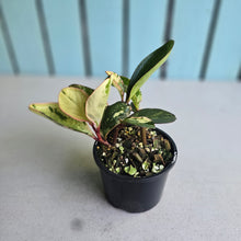 Load image into Gallery viewer, #D228 Peperomia Tropicolor