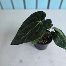 Load image into Gallery viewer, #RB5 Multi-headed Anthurium (Papillilaminum x Black Sensation) x