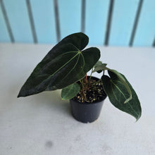 Load image into Gallery viewer, #RB5 Multi-headed Anthurium (Papillilaminum x Black Sensation) x