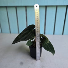Load image into Gallery viewer, #RB5 Multi-headed Anthurium (Papillilaminum x Black Sensation) x