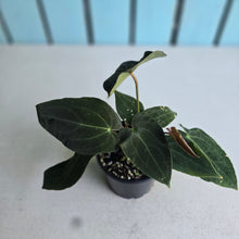 Load image into Gallery viewer, #RB5 Multi-headed Anthurium (Papillilaminum x Black Sensation) x