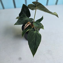 Load image into Gallery viewer, #RB5 Multi-headed Anthurium (Papillilaminum x Black Sensation) x