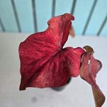 Load image into Gallery viewer, #R33 Caladium