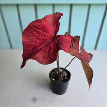 Load image into Gallery viewer, #R33 Caladium