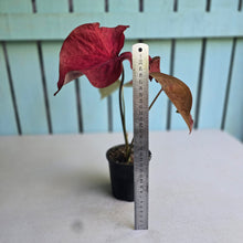 Load image into Gallery viewer, #R33 Caladium