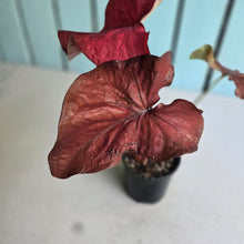 Load image into Gallery viewer, #R33 Caladium