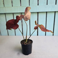 Load image into Gallery viewer, #R33 Caladium
