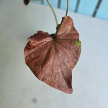 Load image into Gallery viewer, #R33 Caladium