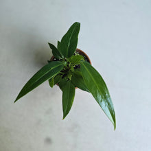 Load image into Gallery viewer, #R1 Multi-headed Anthurium Rupicola