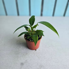 Load image into Gallery viewer, #R1 Multi-headed Anthurium Rupicola
