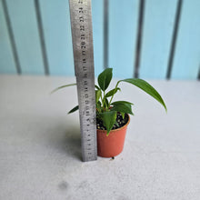 Load image into Gallery viewer, #R1 Multi-headed Anthurium Rupicola