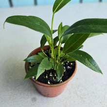 Load image into Gallery viewer, #R1 Multi-headed Anthurium Rupicola