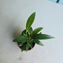 Load image into Gallery viewer, #R1 Multi-headed Anthurium Rupicola