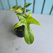 Load image into Gallery viewer, #D998 Philodendron Florida Beauty