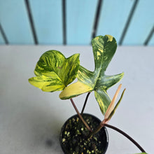 Load image into Gallery viewer, #D998 Philodendron Florida Beauty