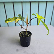 Load image into Gallery viewer, #D998 Philodendron Florida Beauty