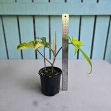 Load image into Gallery viewer, #D998 Philodendron Florida Beauty