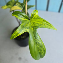 Load image into Gallery viewer, #D998 Philodendron Florida Beauty