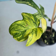 Load image into Gallery viewer, #D998 Philodendron Florida Beauty