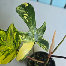 Load image into Gallery viewer, #D998 Philodendron Florida Beauty