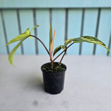 Load image into Gallery viewer, #D998 Philodendron Florida Beauty