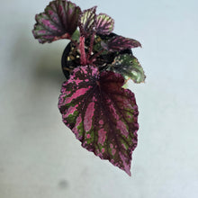 Load image into Gallery viewer, #RD37 Begonia Unknown