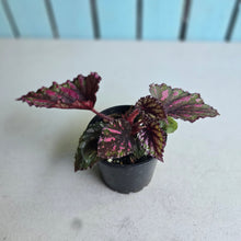 Load image into Gallery viewer, #RD37 Begonia Unknown