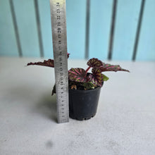Load image into Gallery viewer, #RD37 Begonia Unknown