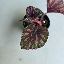 Load image into Gallery viewer, #RD37 Begonia Unknown