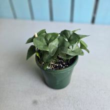 Load image into Gallery viewer, #D557 Nephthytis Swainei
