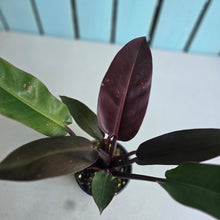 Load image into Gallery viewer, #RD51 Philodendron Sun Red