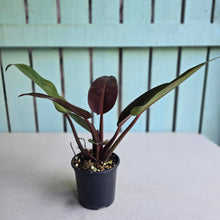 Load image into Gallery viewer, #RD51 Philodendron Sun Red