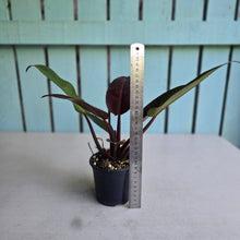 Load image into Gallery viewer, #RD51 Philodendron Sun Red