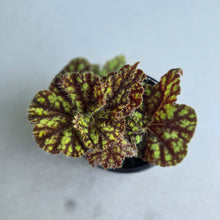 Load image into Gallery viewer, #R6 Begonia Cowardly Lion